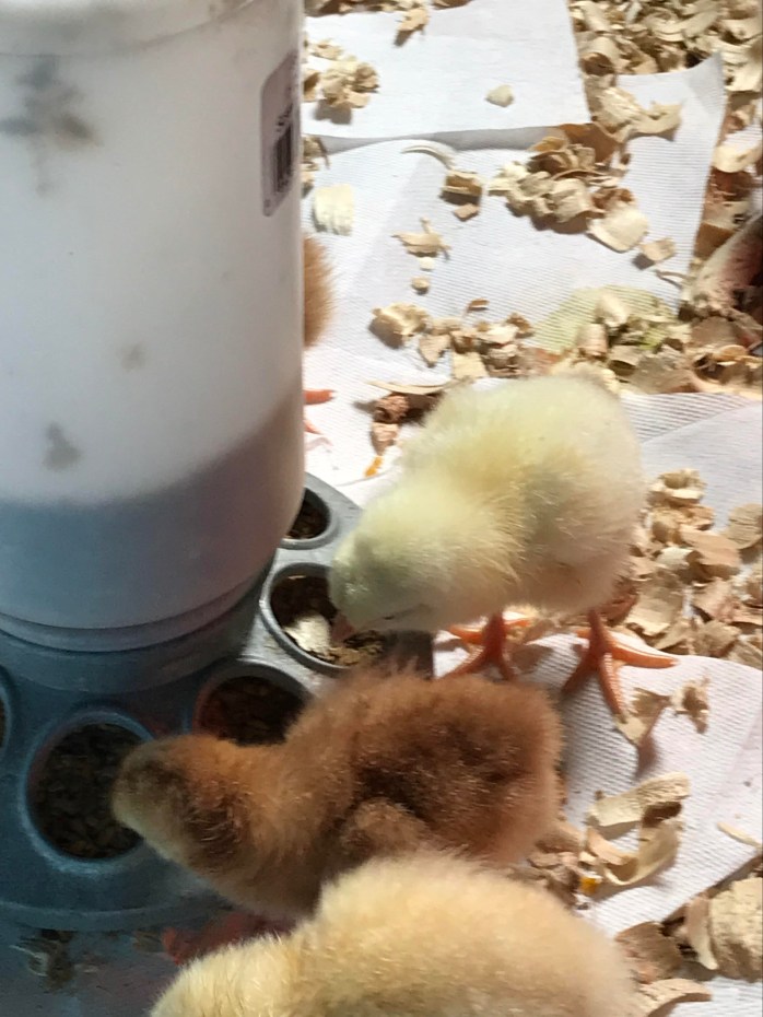 chicks-2018-1.jpg