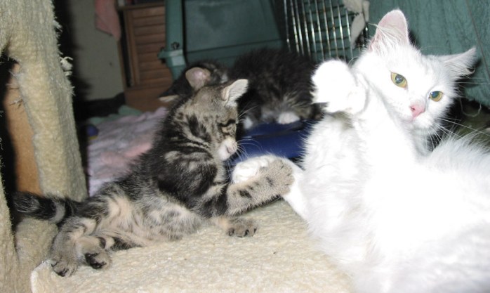 4789177992_e4571f0190_b